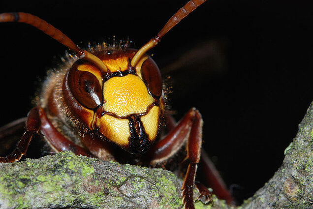 Kopf einer Hornisse schaut hinter einem Ast hervor.
