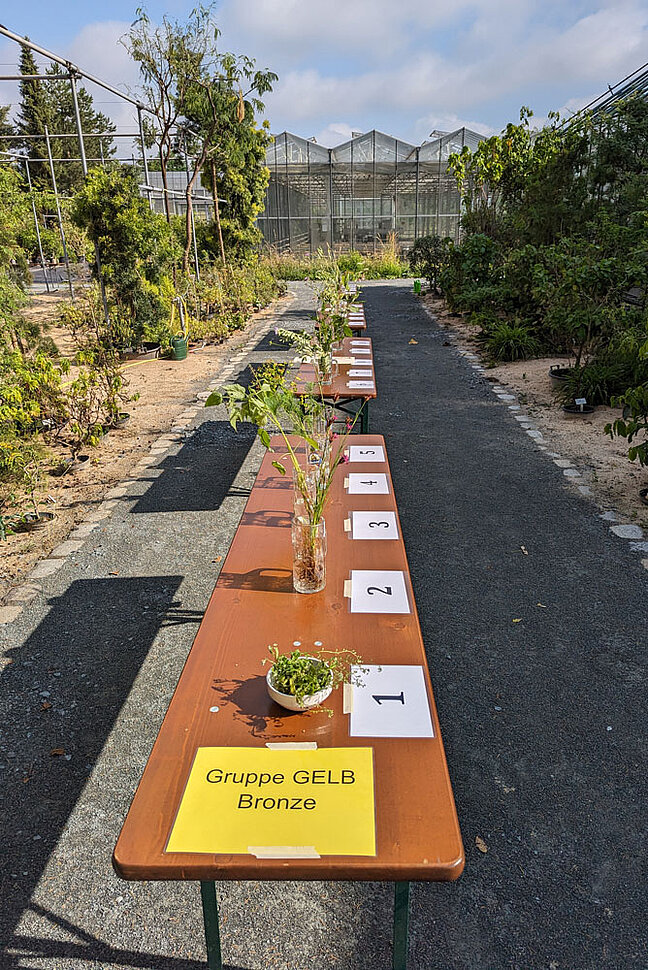 Eine mit Pflanzen gedeckte Bierbank steht vor einem Gewächshaus.