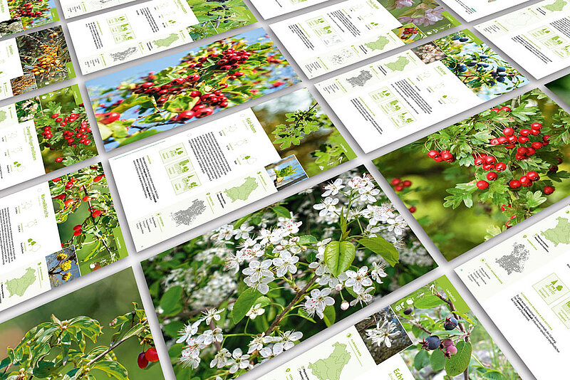 Bildcollage aus verschiedenen Gehölz-Streckbriefen.