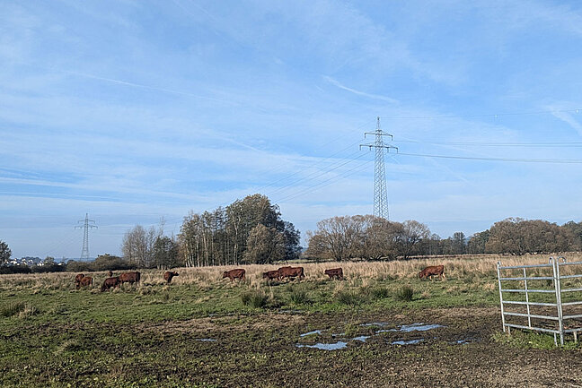 Zu sehen ist ein Landschaftsausschnitt mit einer Rinderherde, einem Gatter, Bäumen und einer Leitungstrasse im Hintergrund.