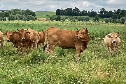 Eine Gruppe Murnau-Werdenfelser Rinder steht in einem Hochgrasbestand.