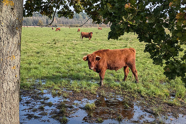Zu sehen ist ein Rind neben einem Baum auf einer nassen Fläche im Grünland. 